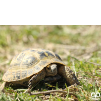 گونه لاکپشت مهمیزدار Mediterranean Spur-thighed Tortoise